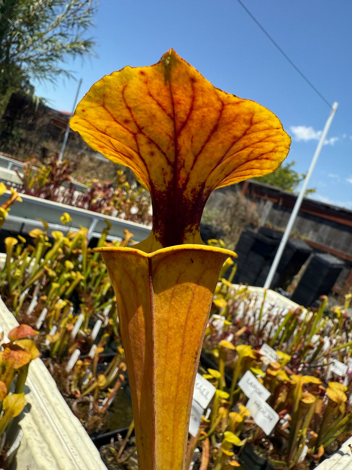 Sarracenia flava v. cuprea “Bill Hoyer” x flava v. rugelii ‘Bob Hanrahan’ Potted