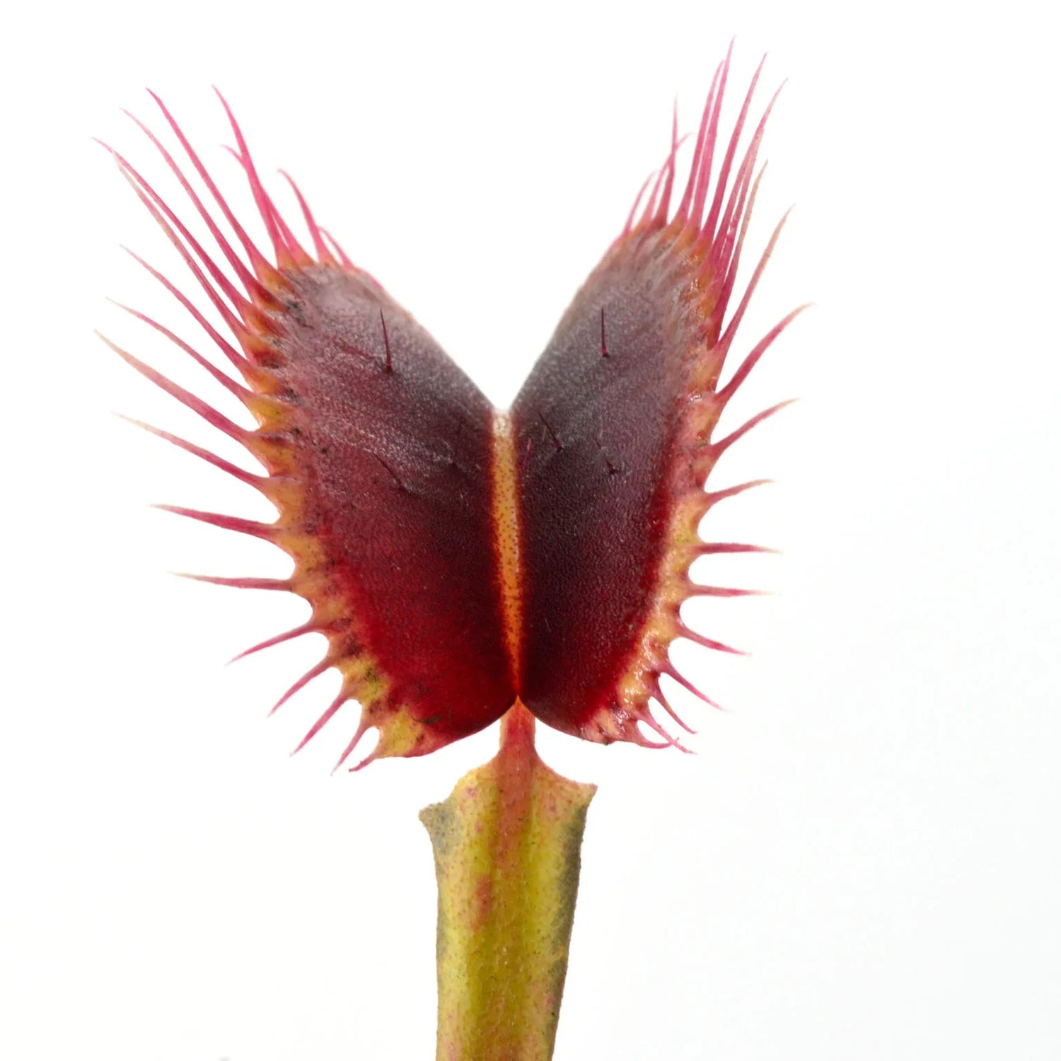 Dionaea m. 'Perfect Teeth' Potted