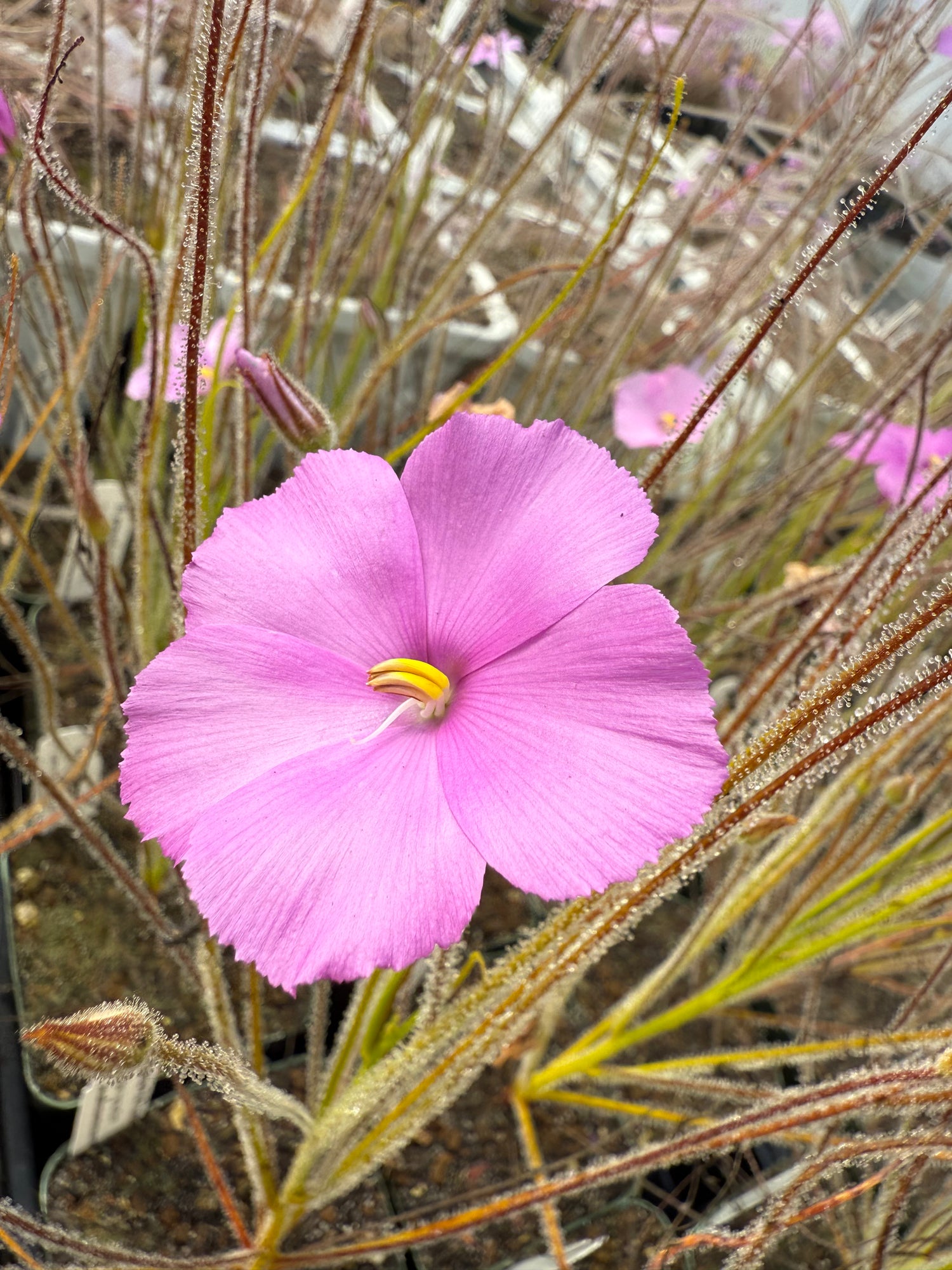 Byblis gigantea “Cannington Vigorous Form, Pink Flower” Potted