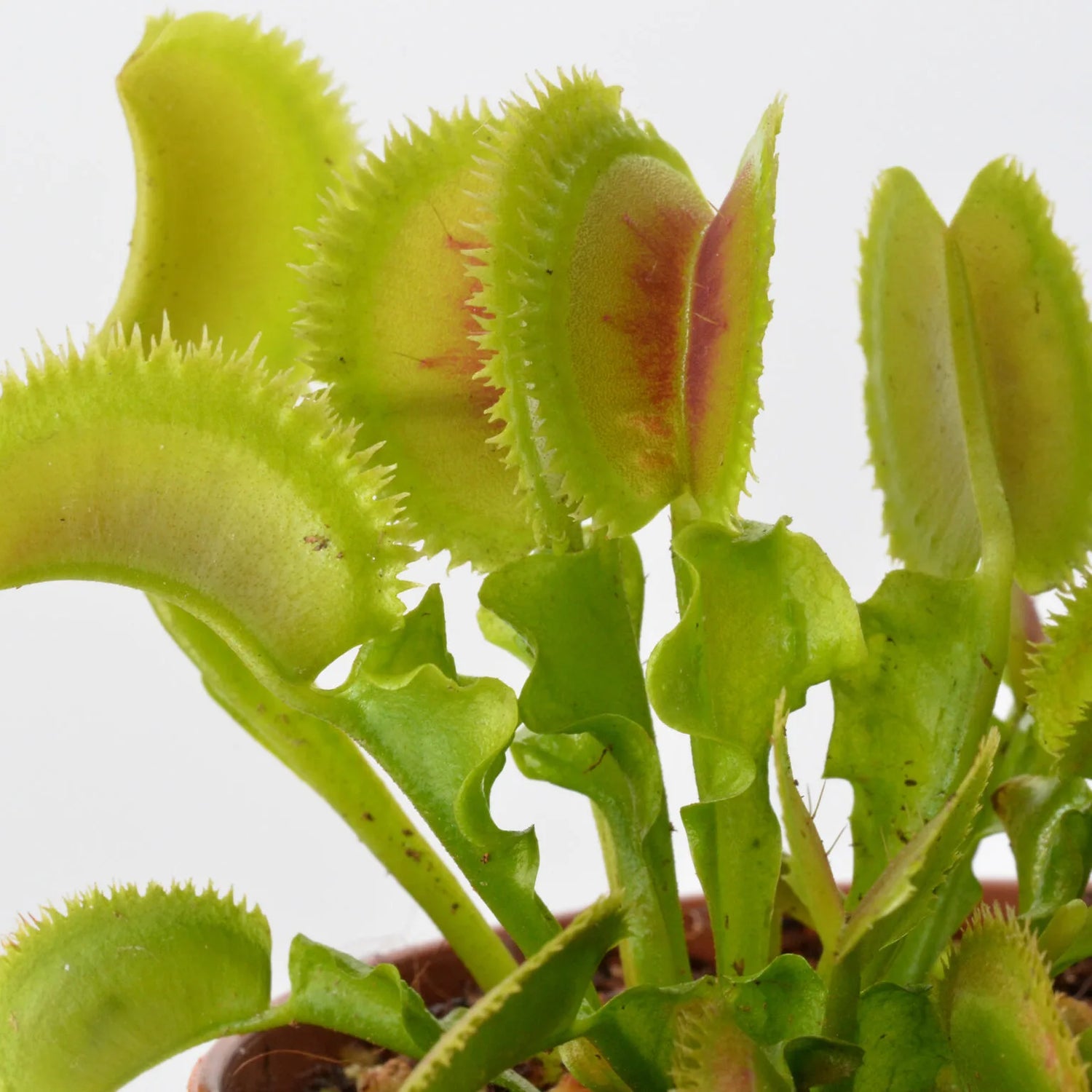 Dionaea m. “Butterfly” Potted