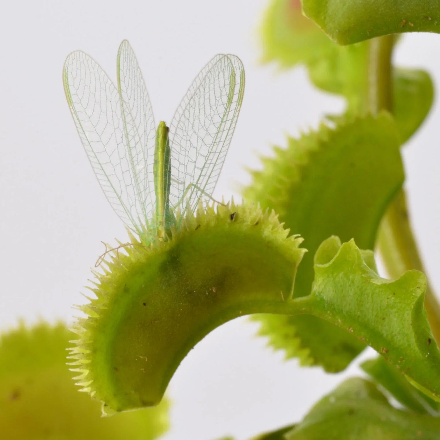 Dionaea m. “Butterfly” Potted