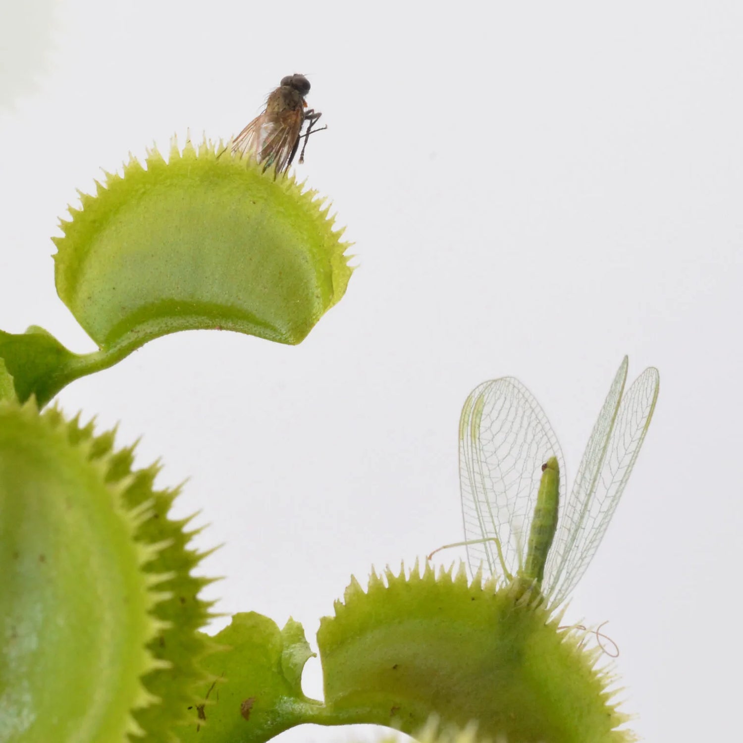 Dionaea m. “Butterfly” Potted