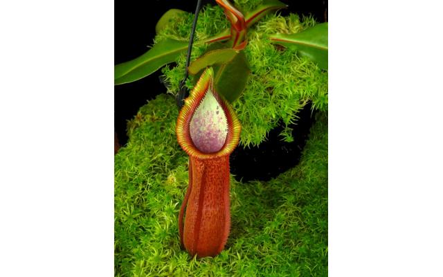 Nepenthes hamata x truncata Potted