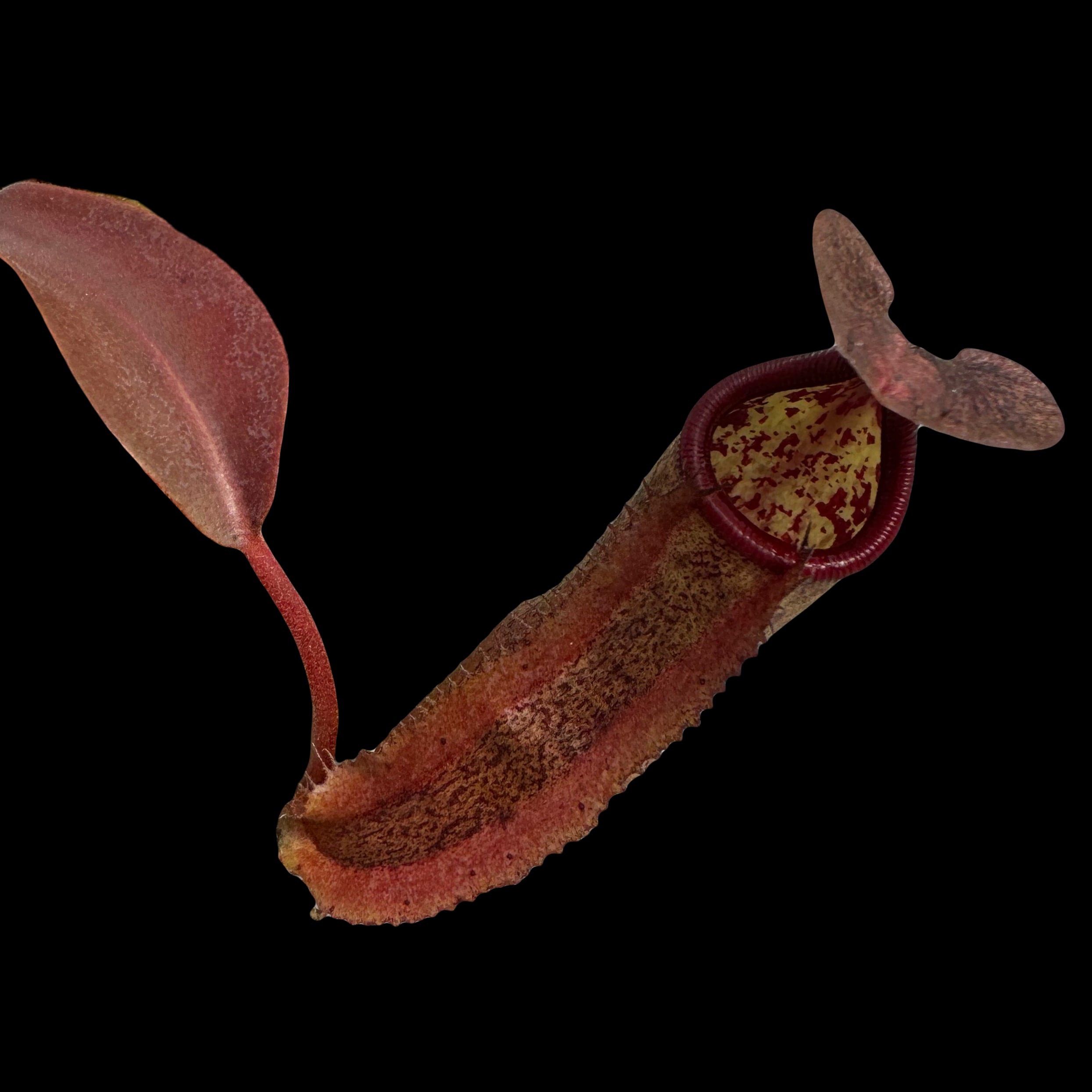 Nepenthes maxima x sanguinea “red” CalCarn Seed-Grown Potted