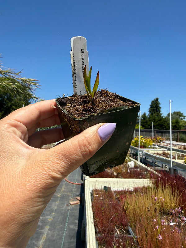 Hand holding a small potted plant with a label against a clear blue sky.