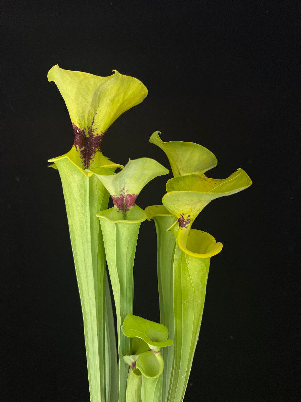 Sarracenia flava var rugelli “Clone A”