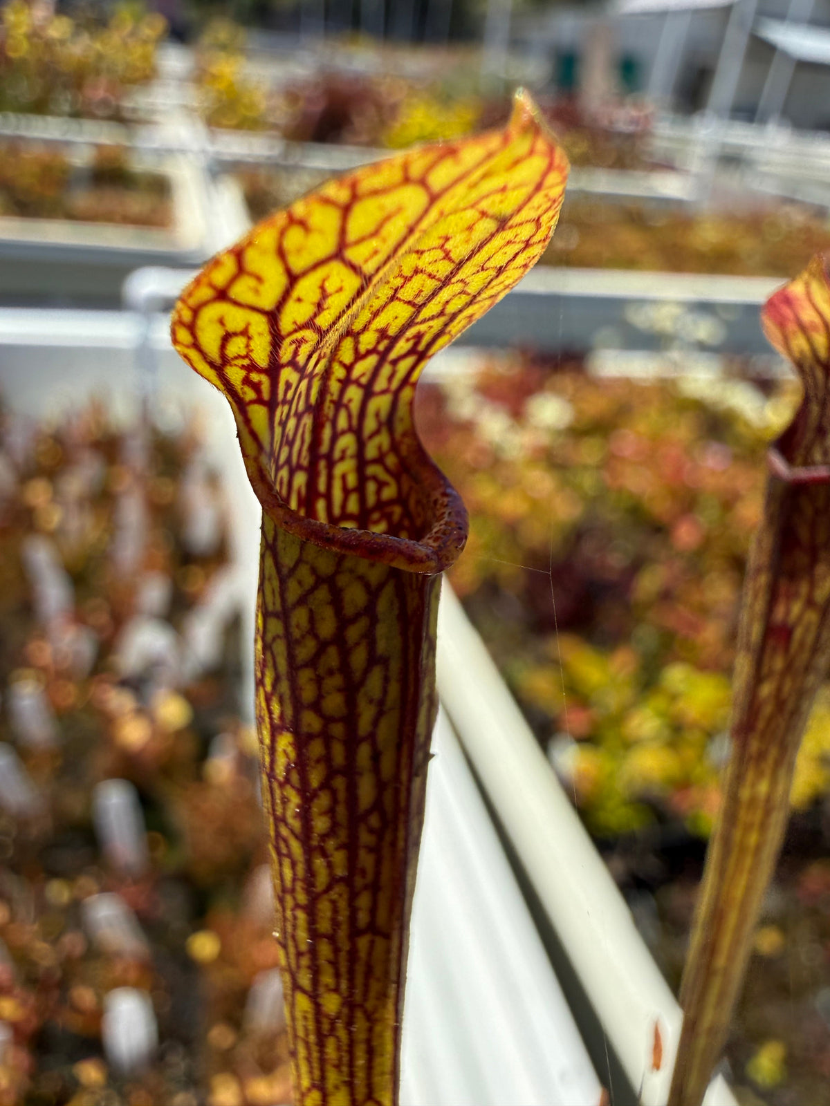 Sarracenia rubra ssp. jonesii Etowah, Henderson Co, NC Pitcher Plant