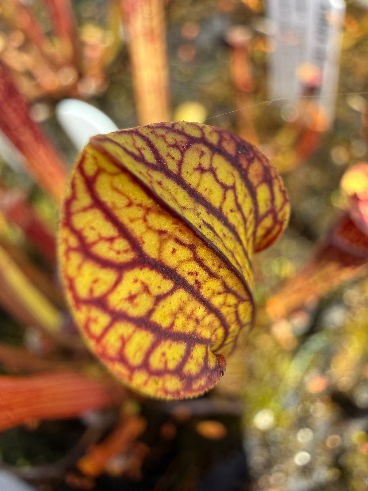 Sarracenia rubra ssp. jonesii Etowah, Henderson Co, NC Pitcher Plant