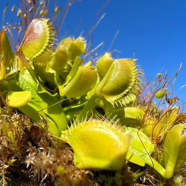 Dionaea GJ Equobia