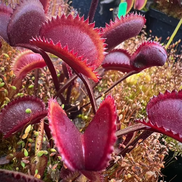 Dionaea Red Sawtooth Seed Pack
