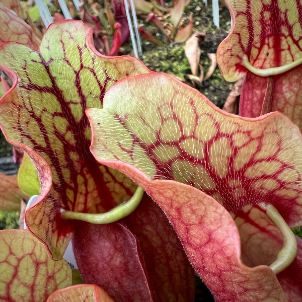 Sarracenia purpurea ssp. venosa x ssp. montana Potted