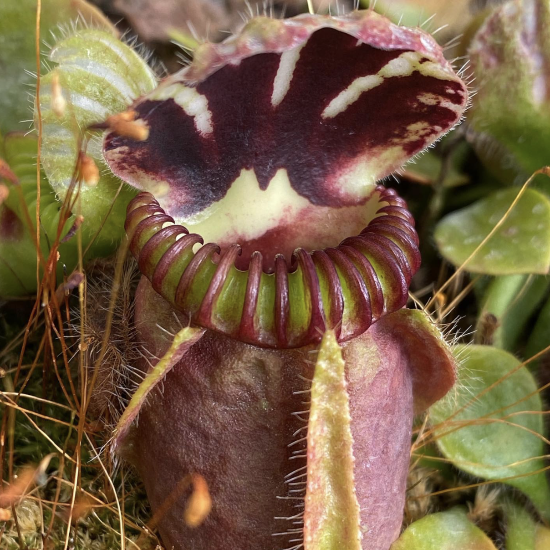 Cephalotus follicularis Potted