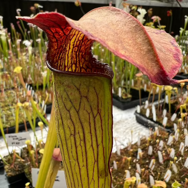 Sarracenia alata v. rubrioperculata "Damon's Clone"