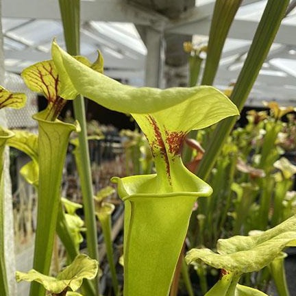 Sarracenia flava var rugelii "Orange Flower" Potted