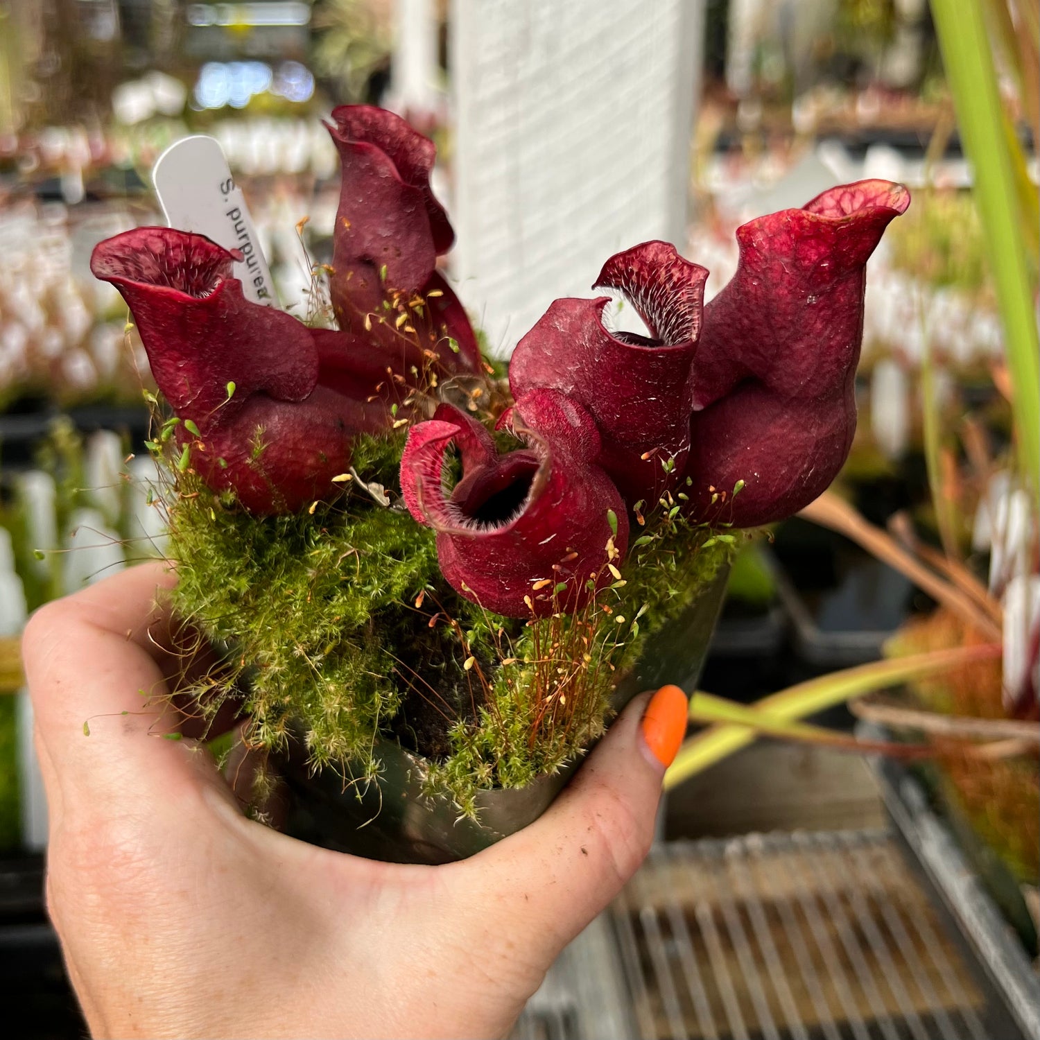 Sarracenia purpurea ssp. venosa “Old Dock, Columbus Co, NC” Potted