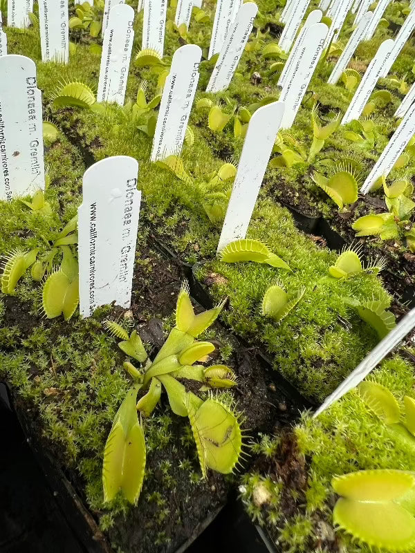 Dionaea gremlin