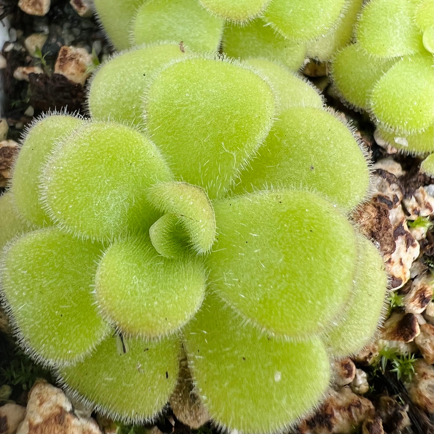 Pinguicula agnata “Green Ghost” BARE ROOT