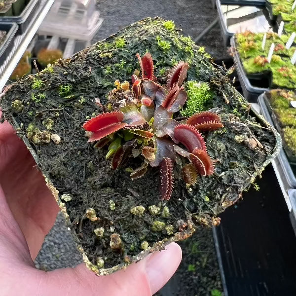 Dionaea Trevs Red Dentate