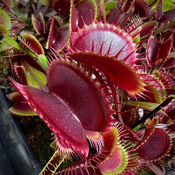 003 Venus flytrap