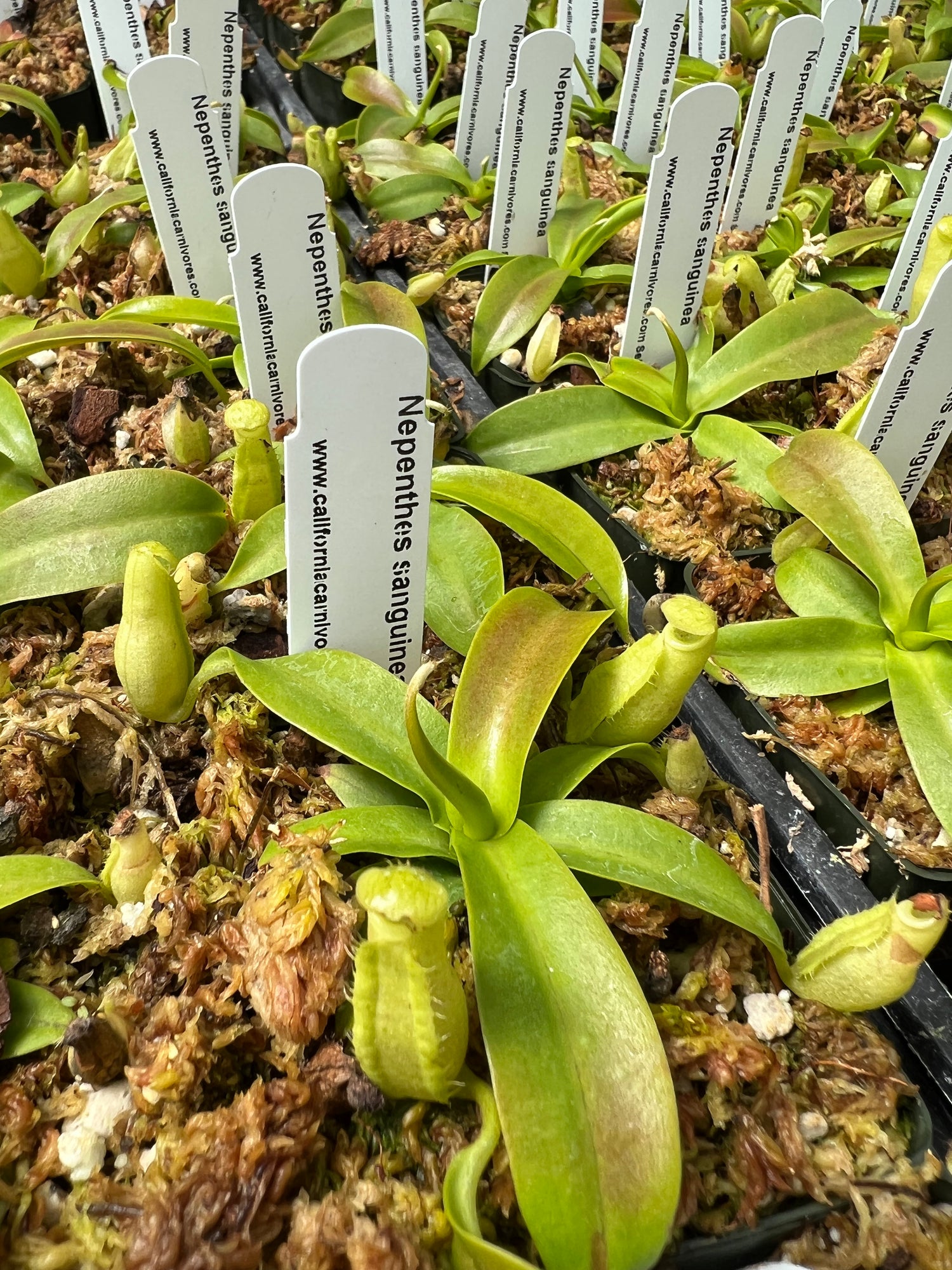 Nepenthes sanguinea Potted