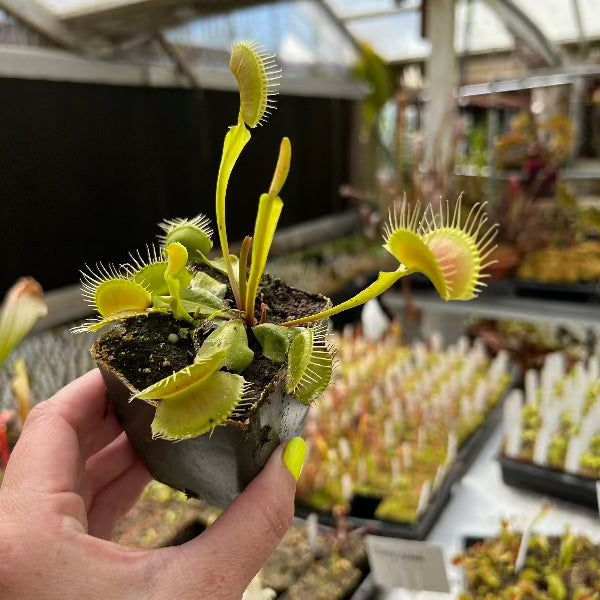 Dionaea Sasquatch