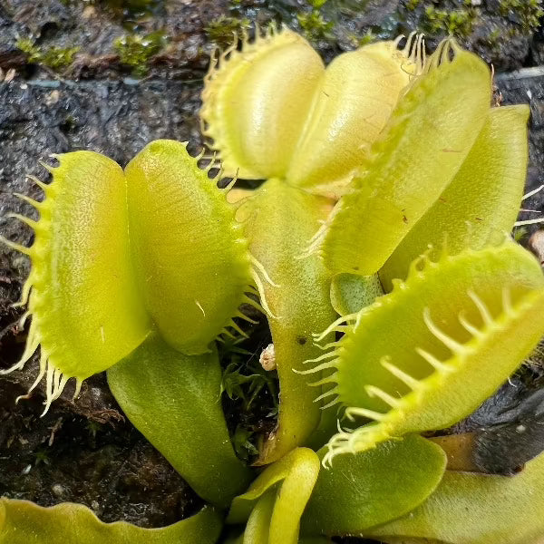 Dionaea angelwings