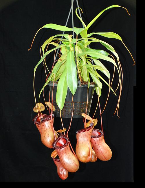 Nepenthes ventricosa x sibuyanensis Potted