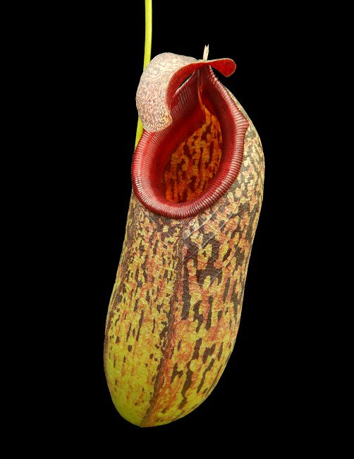 Nepenthes aristolochioides x burkei Potted