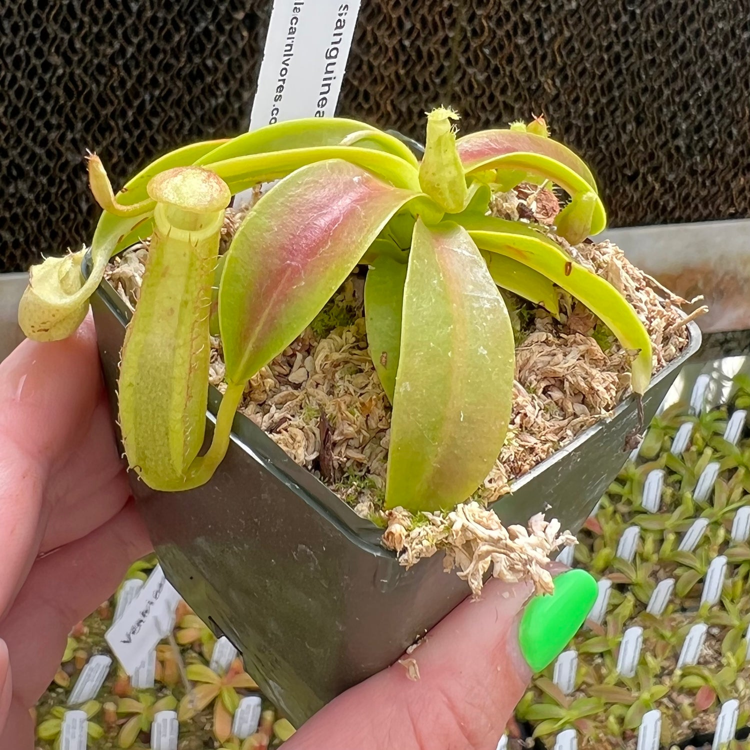 Nepenthes sanguinea Potted