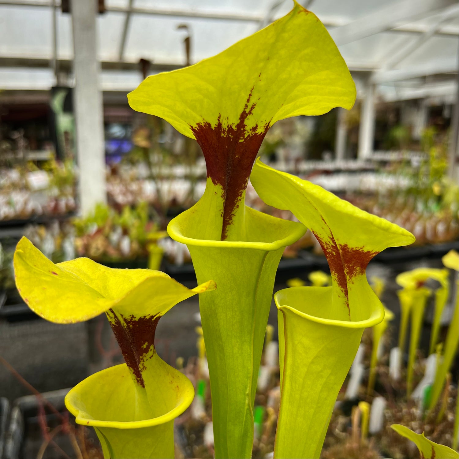 Sarracenia flava v. rugelii Potted