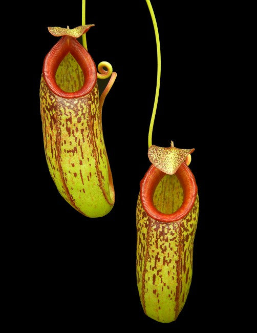 Nepenthes aristolochioides x burkei Potted