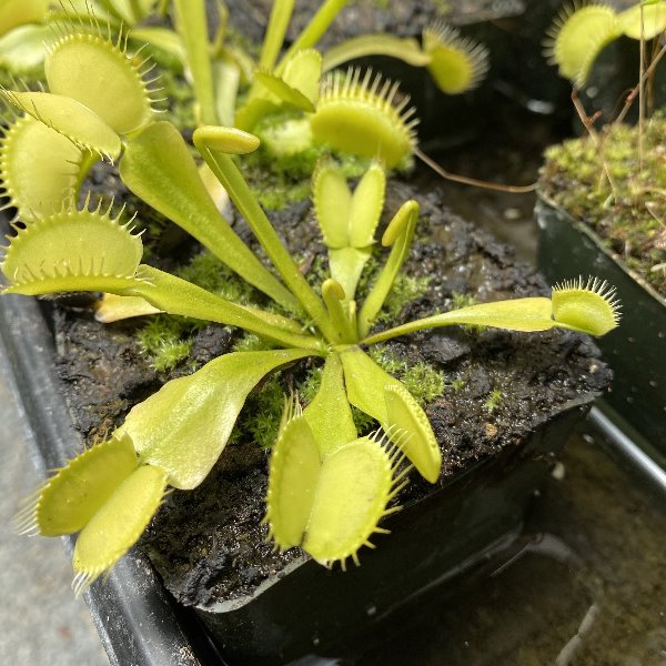 Dionaea justina davis