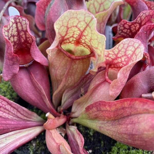 Sarracenia purpurea ssp. venosa v. burkii Potted
