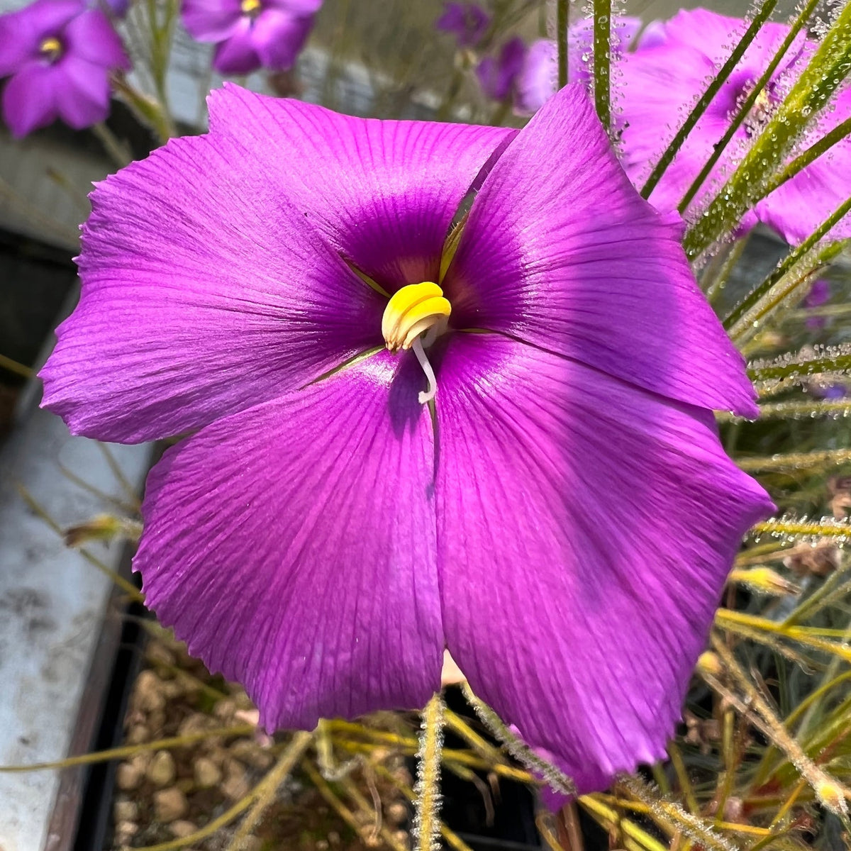 A large five petaled purple flower with a metallic sheen and a yellow center with more purple flowers behind it