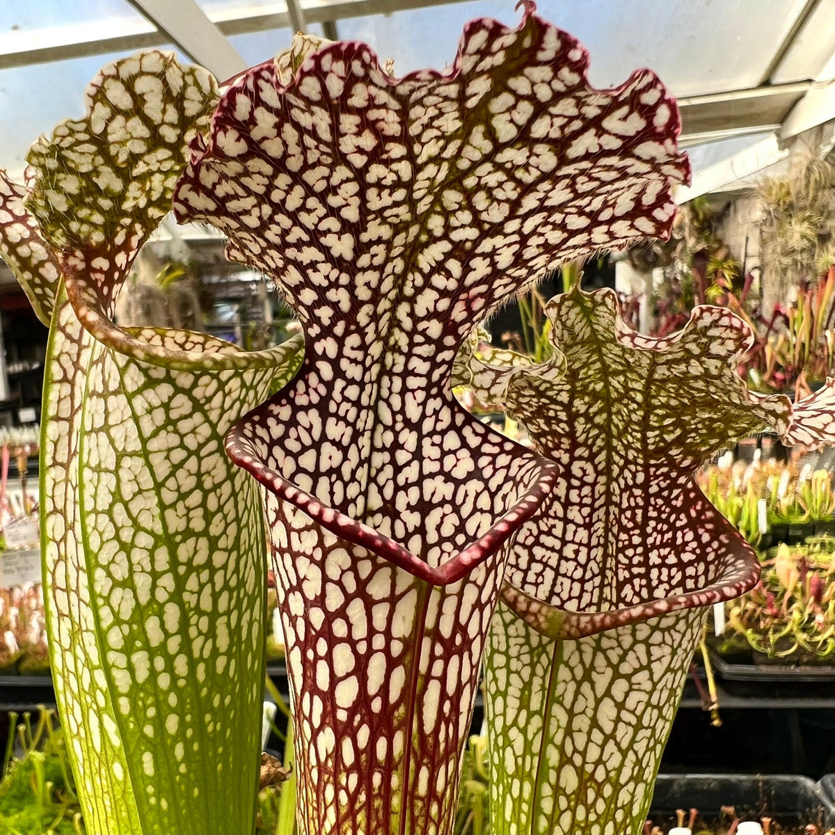 Three Sarracenia leucophylla pitchers with white pitchers and red and green venation in a greenhouse setting