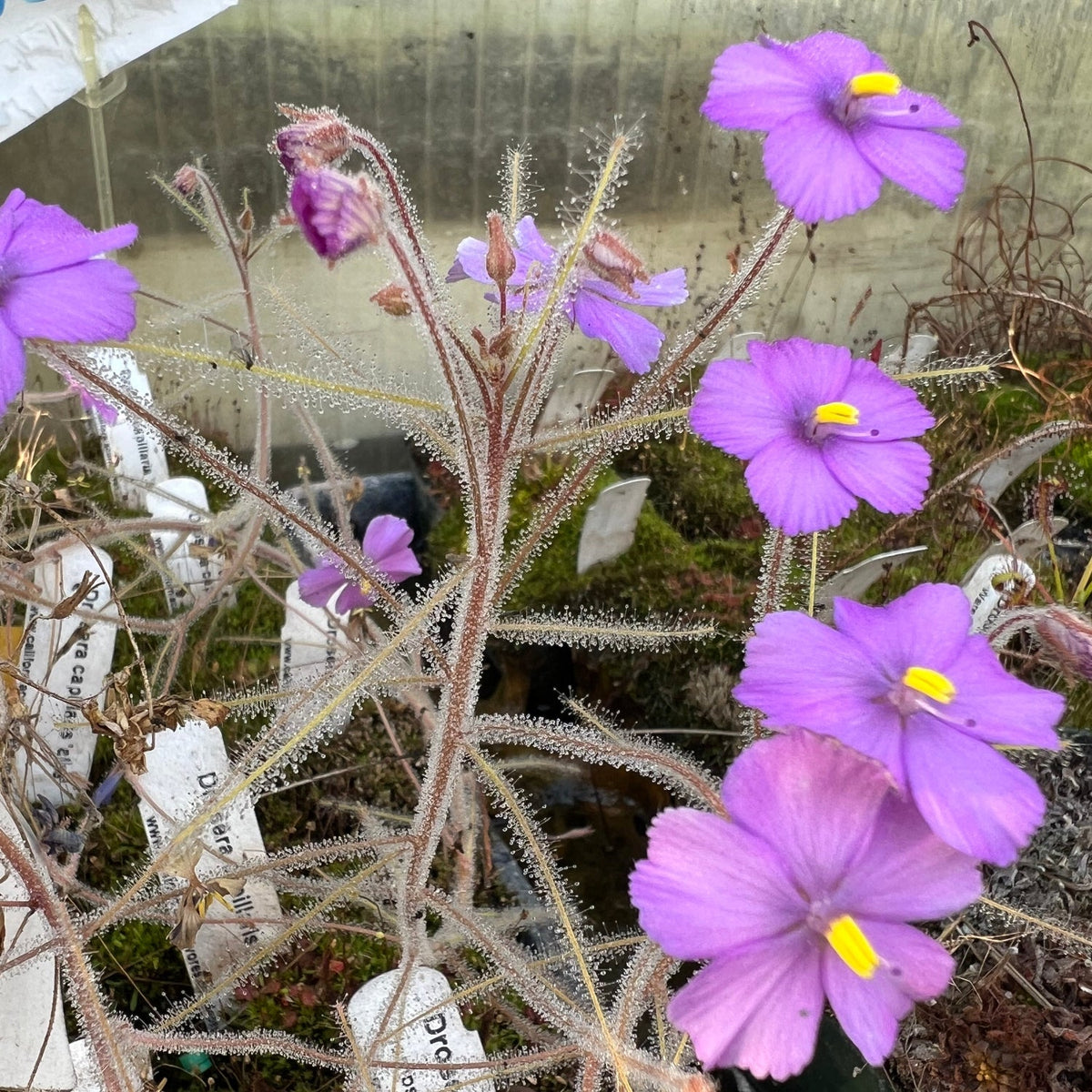 Many purple flowers with a yellow center on a dewy purple plant in a greenhouse setting