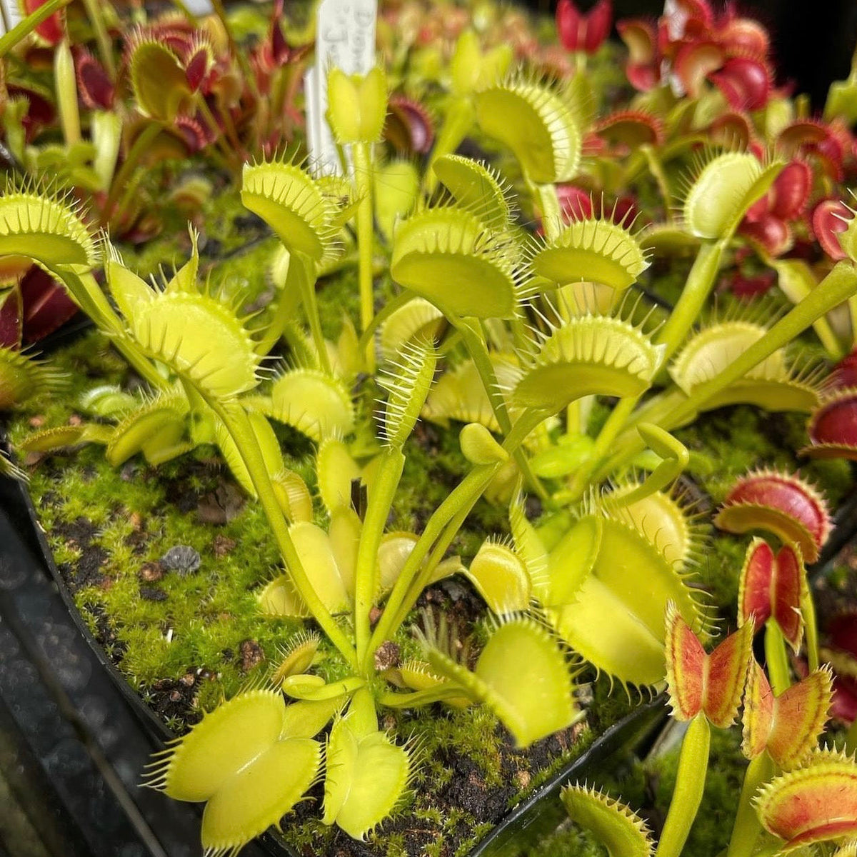 A bright green Venus flytrap with tall traps sits in front of other venus flytraps with green and red traps