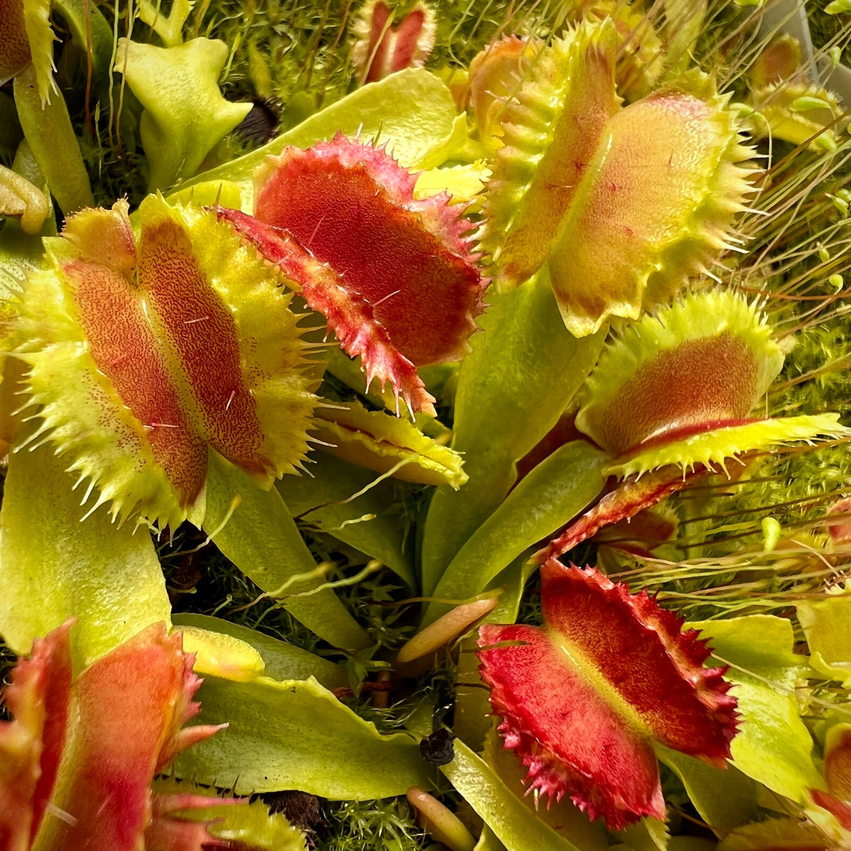 A close-up of Dionaea m. 'Space' with thick, jagged edges and spiky cilia, in a mix of bright red, light green, and orange colors.