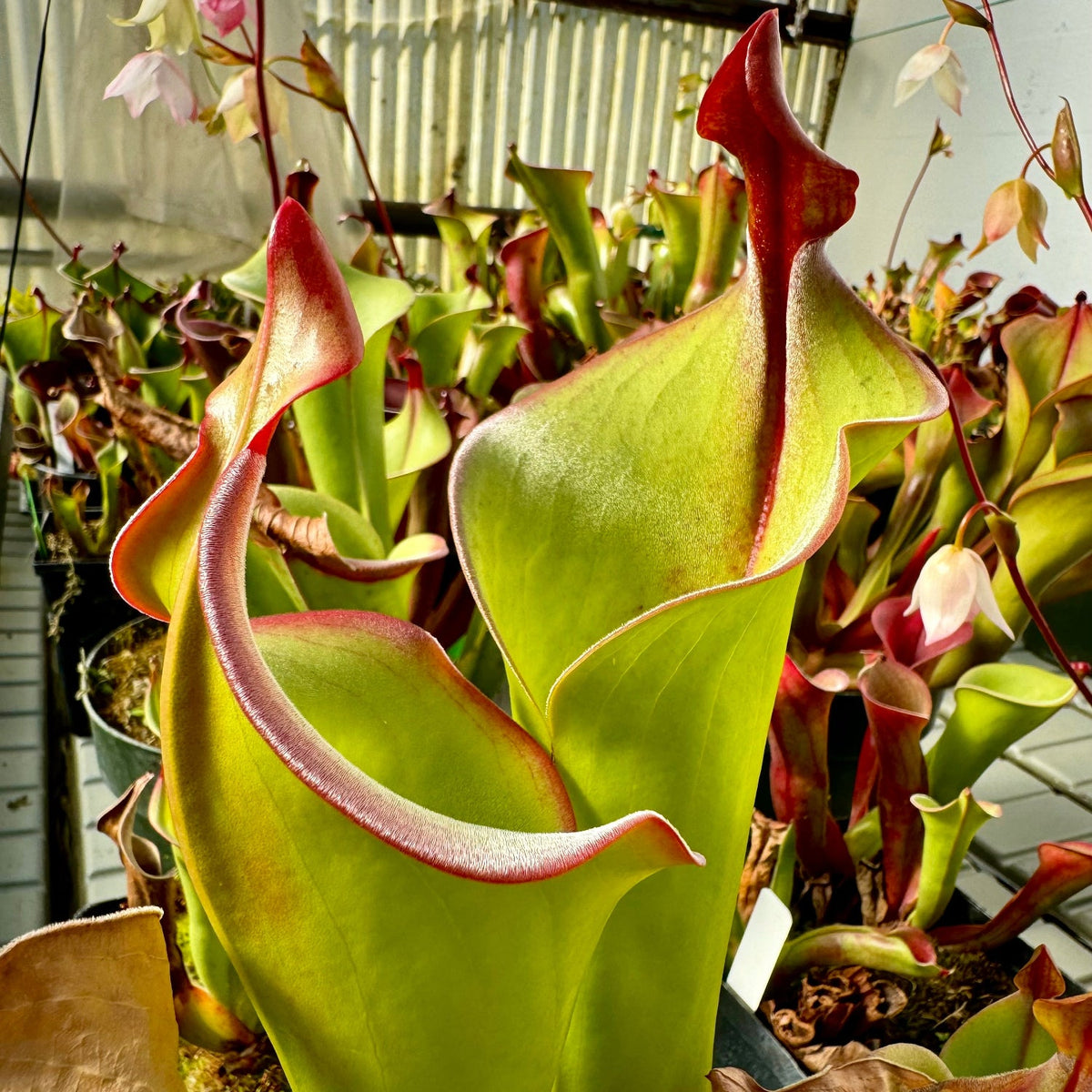 A close-up of a pitcher plant with large green to yellow-green tubular leaves tipped in reddish pink, photographed in a greenhouse among other plants.