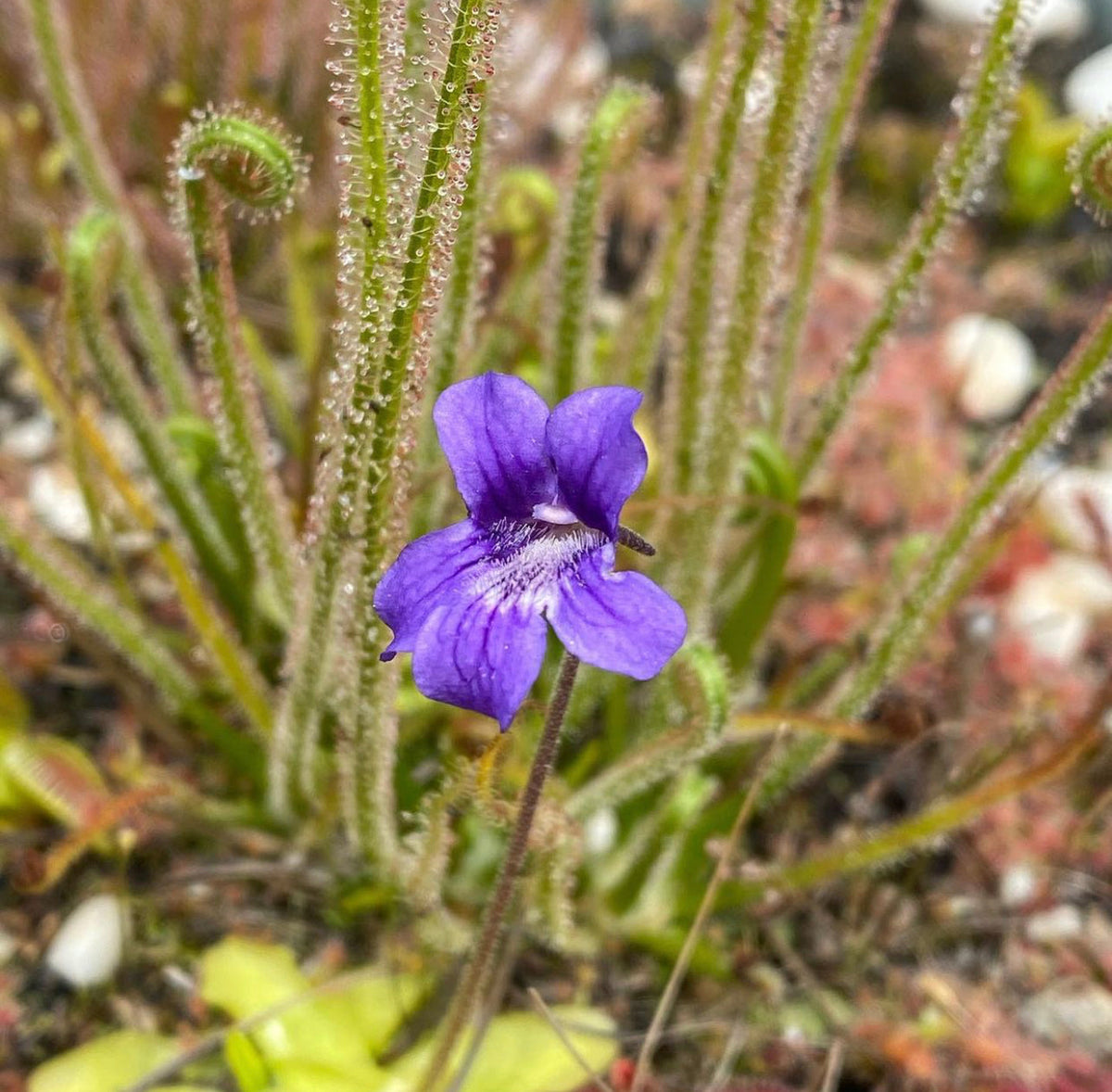 A close-up image of Pinguicula grandiflora with a focus on one of its dark purple flowers amidst lime green leaves.