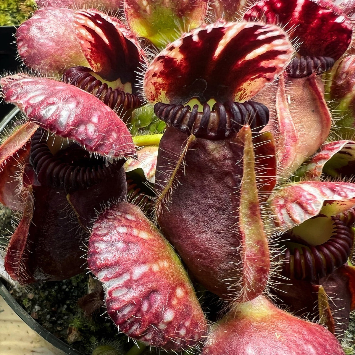 A close-up of Cephalotus follicularis plants with red-brown pitcher traps and green paddle-shaped leaves.