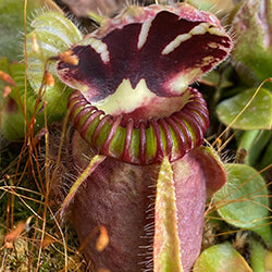 Australian Pitcher Plants (Cephalotus follicularis)