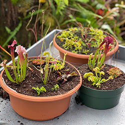 Plant Kits and Collections