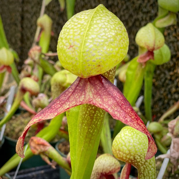 Close up of a Darlingtonia californica pitcher with a green tube and a bulbous head with a wide red forked tonguee