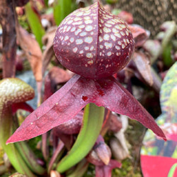 Cobra Plants (Darlingtonia)