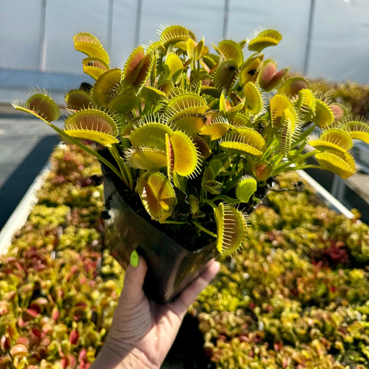 A person holding a pot containing a Dionaea m. 'King Henry' flytrap with bright green petioles and open traps, showing the plant's vibrant coloration.