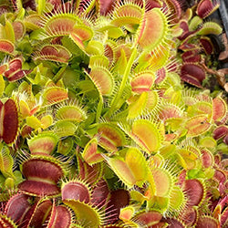 Venus Flytraps (Dionaea muscipula) Potted