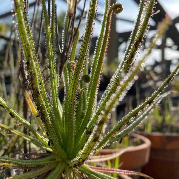A close-up of Drosophyllum lusitanicum plants with dewy leaves, growing in an outdoor setting with pots in the background.
