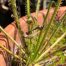 Dewy Pines (Drosophyllum lusitanicum)