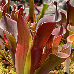 Sun Pitcher Plants (Heliamphora)